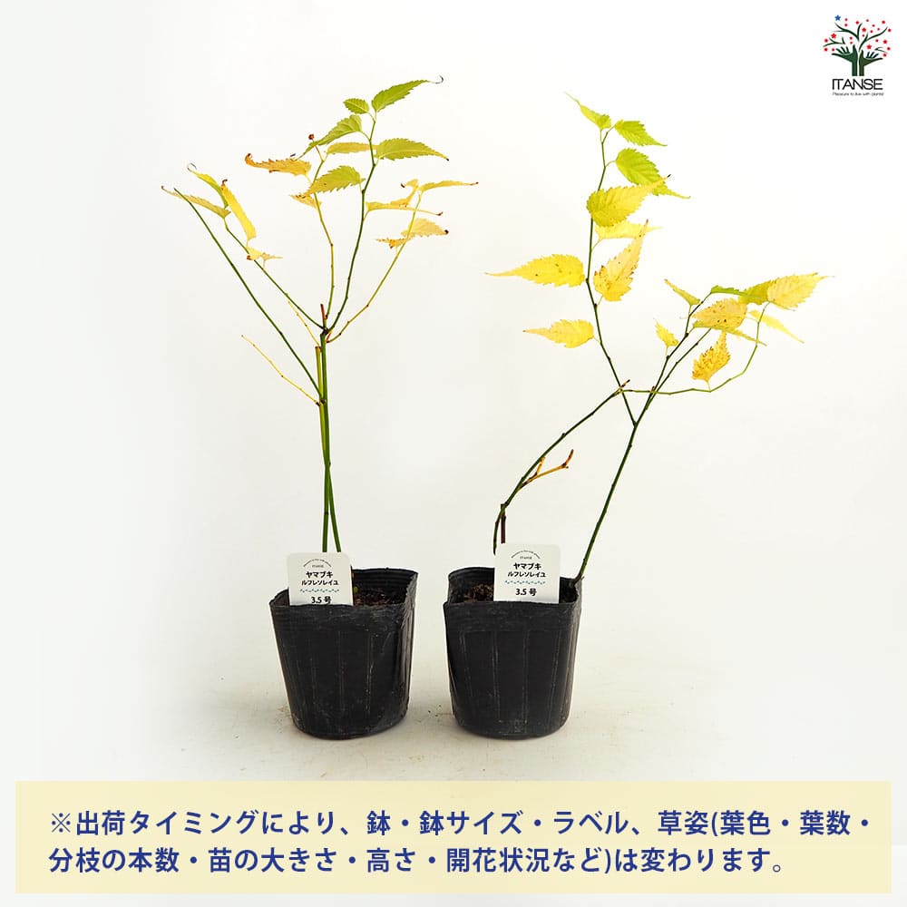 ヤマブキ(山吹) ルフレソレイユ(八重咲 巨大輪) 【花木苗 3.5号