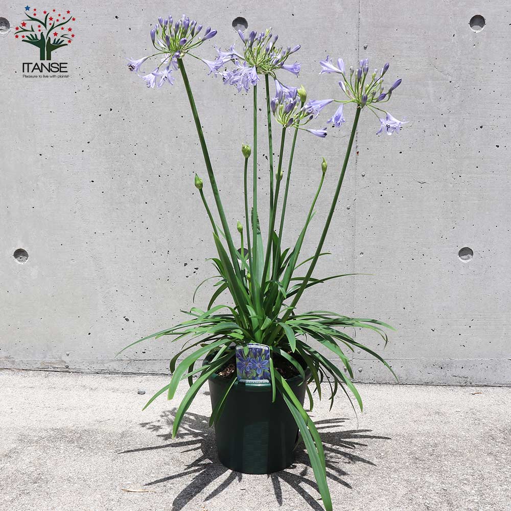 Itanse良品ｾﾚｸﾄ通販