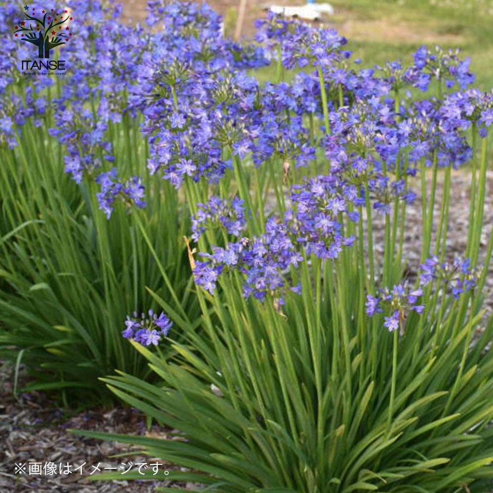 Itanse良品ｾﾚｸﾄ通販