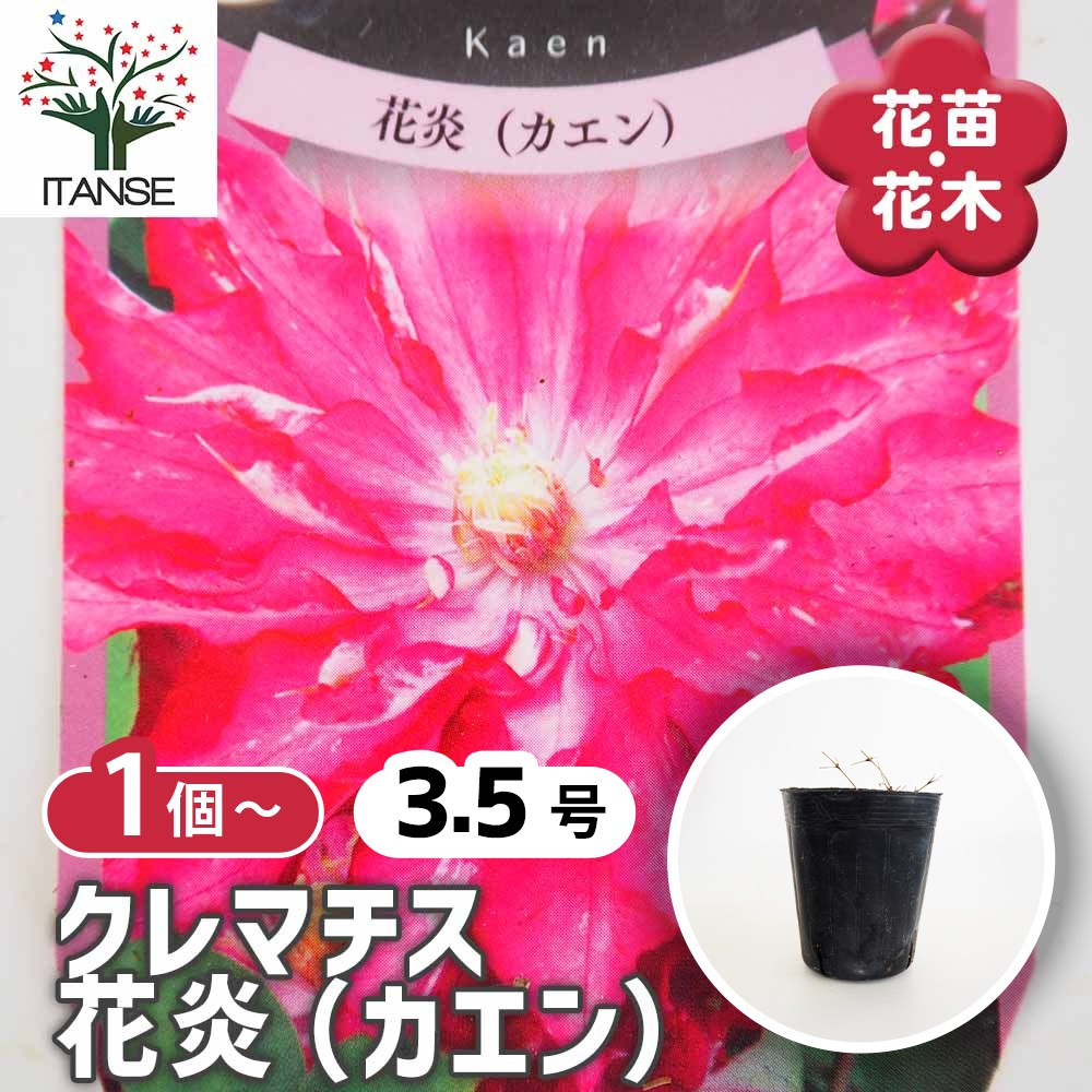 クレマチス 花炎(カエン) 【花苗 3.5号】｜ 【植物のITANSE