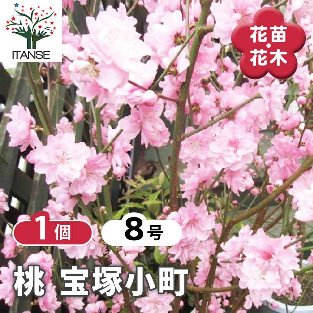 花桃 宝塚小町 【花木苗 8号鉢／1個売り】｜ 【植物のITANSE