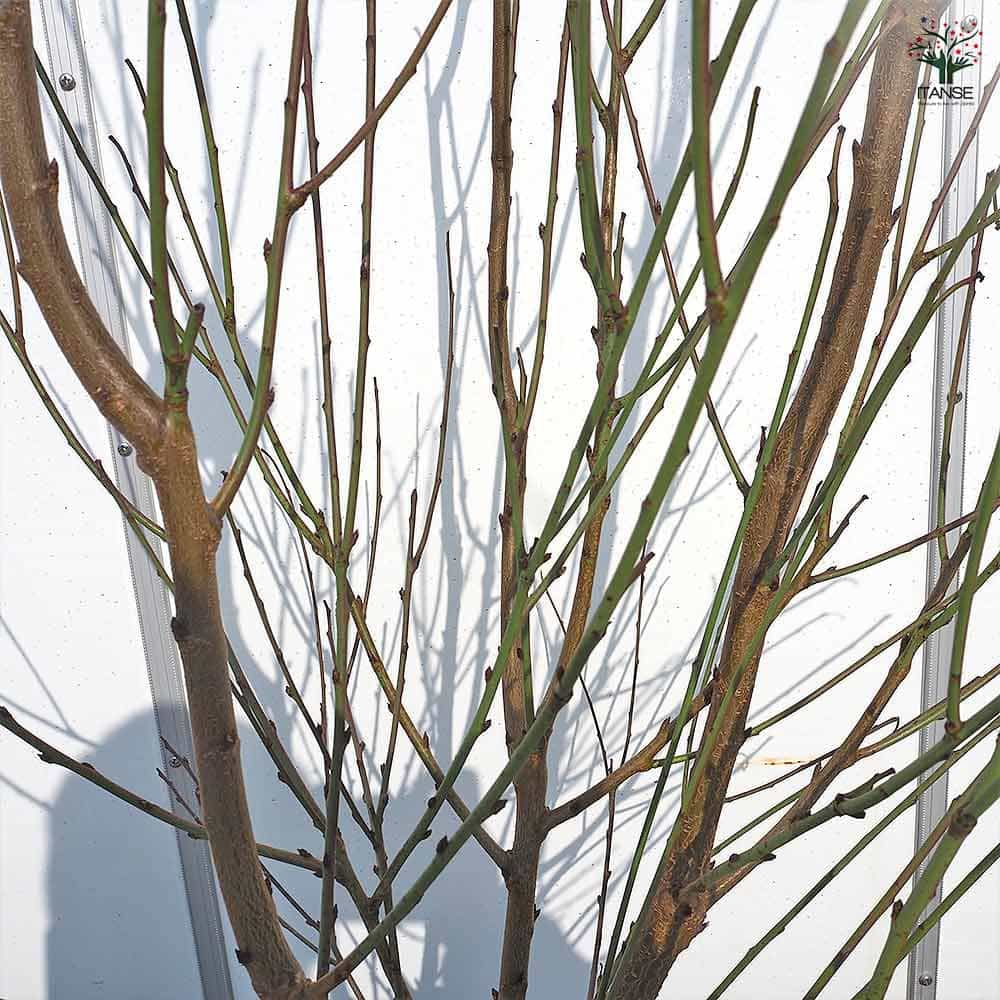 花桃 宝塚小町 【花木苗 8号鉢／1個売り】｜ 【植物のITANSE