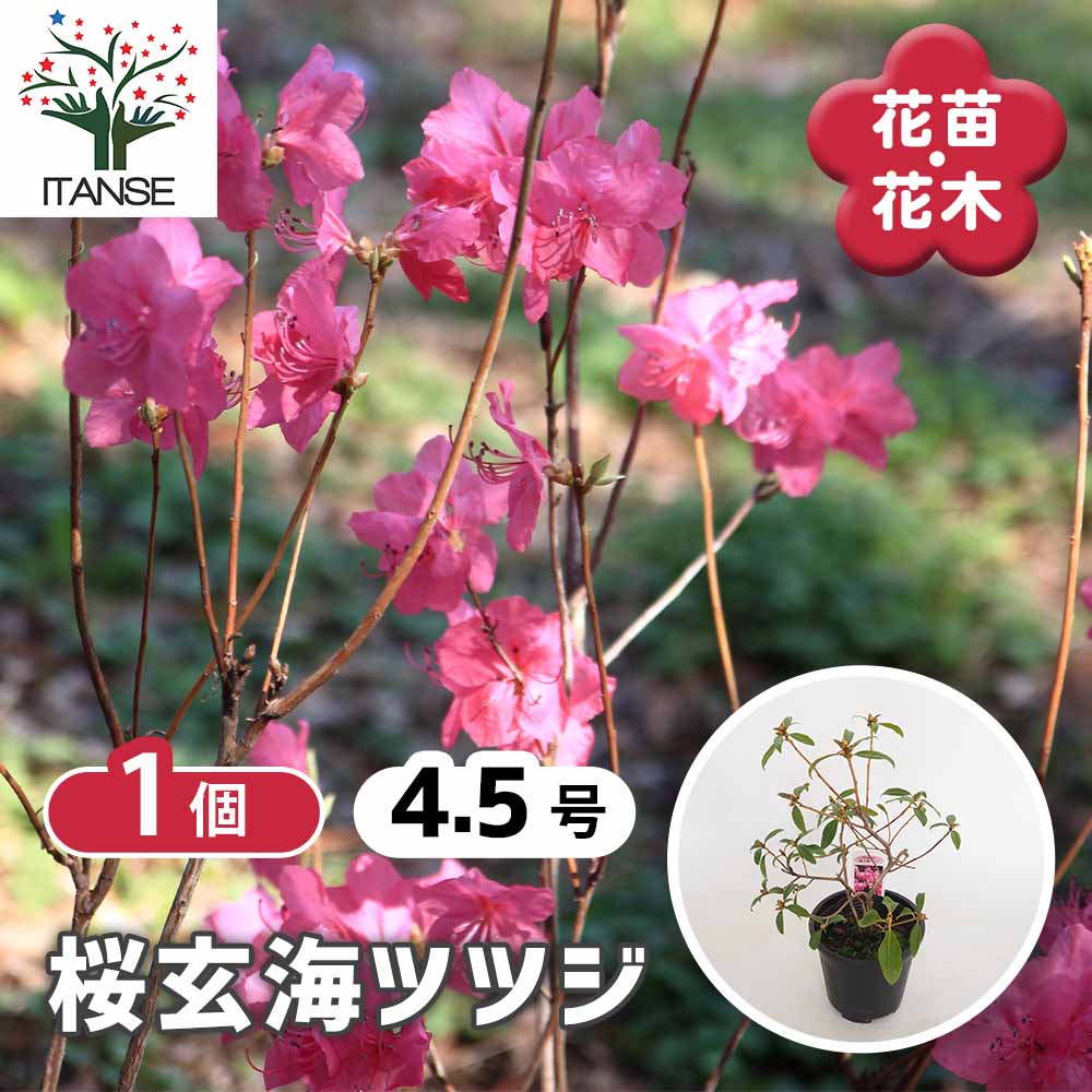 玄海ツツジ 桜 【花木苗 4.5号／1個売り】｜ 【植物のITANSE