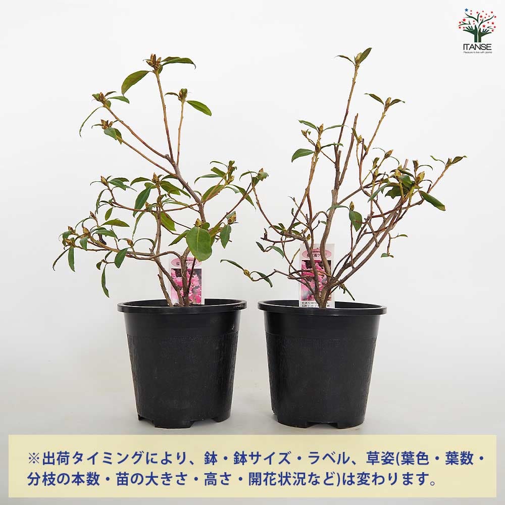 玄海ツツジ 桜 【花木苗 4.5号／1個売り】｜ 【植物のITANSE