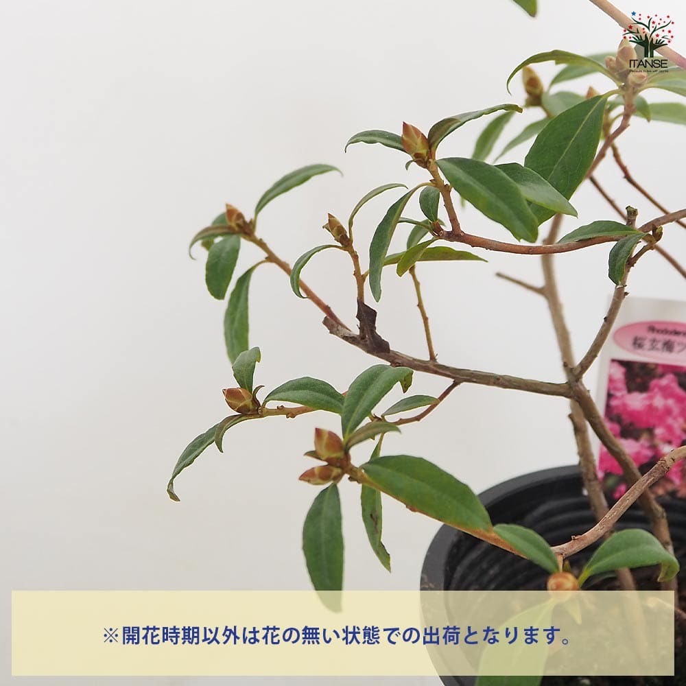 玄海ツツジ 桜 【花木苗 4.5号／1個売り】｜ 【植物のITANSE
