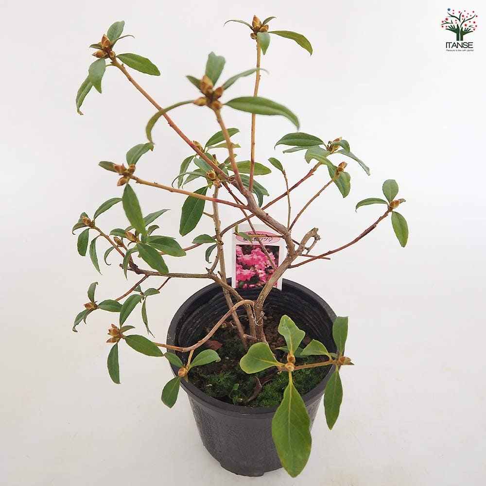 玄海ツツジ 桜 【花木苗 4.5号／1個売り】｜ 【植物のITANSE