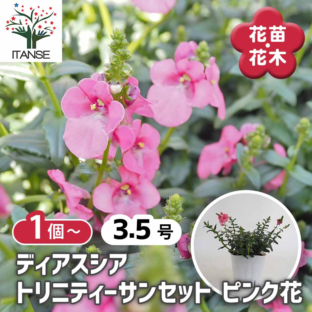 ディアスシア トリニティーサンセットピンク花 【花苗 3.5号