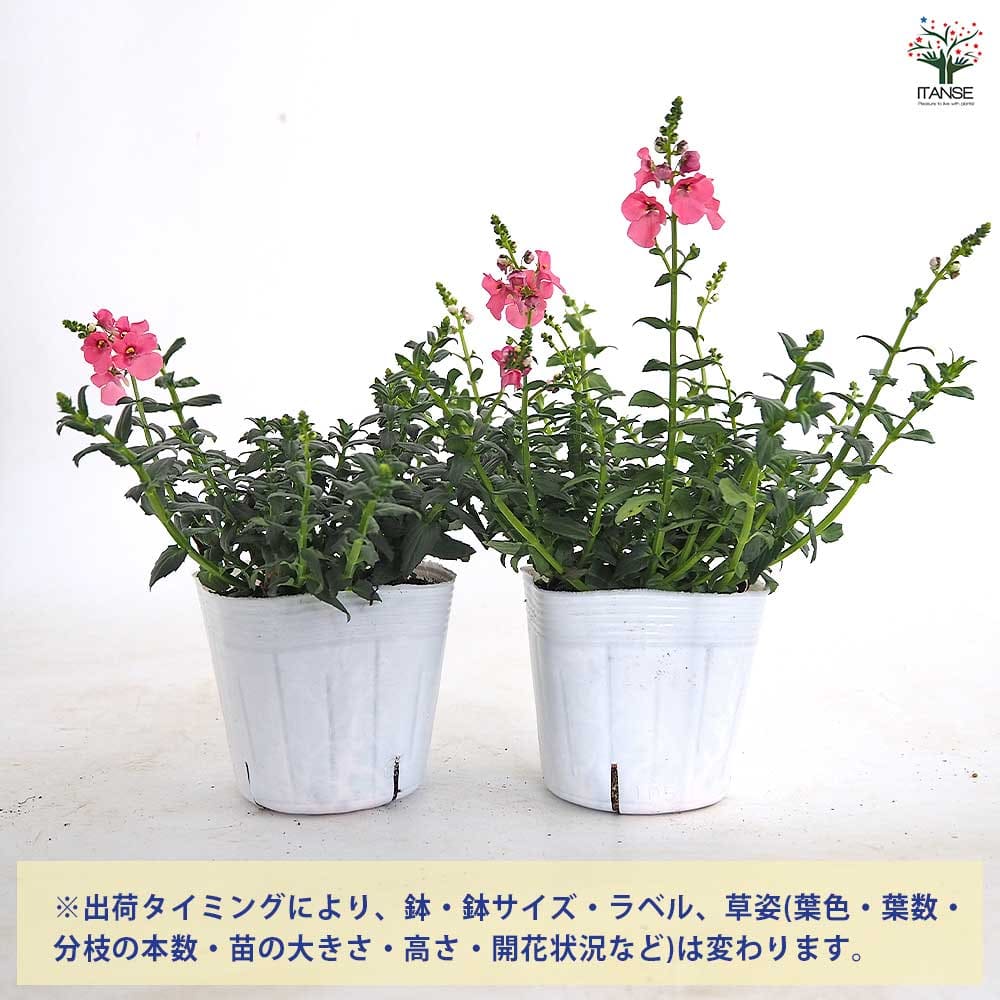 ディアスシア トリニティーサンセットピンク花 【花苗 3.5号