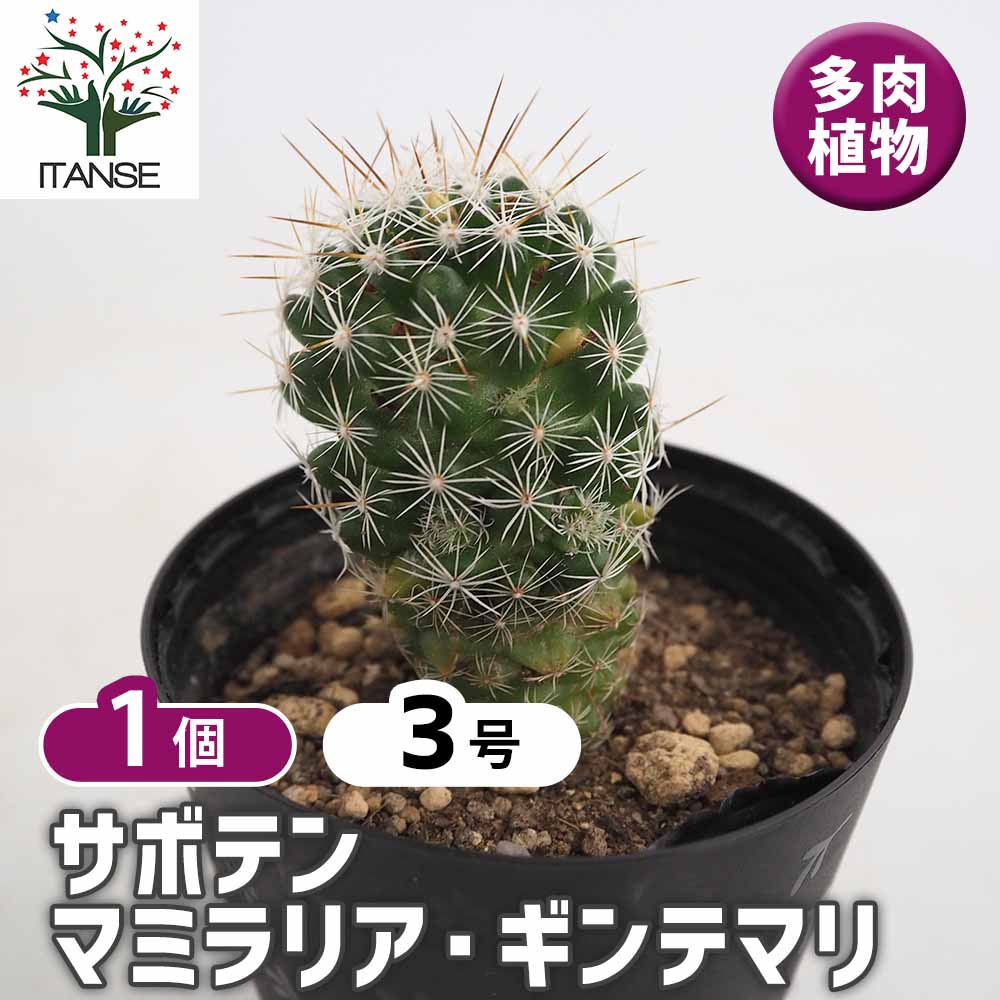 サボテン、キンテマリ サボテン マミラリア ギンテマリ 【多肉植物 3号／1個売り】｜ 【植物