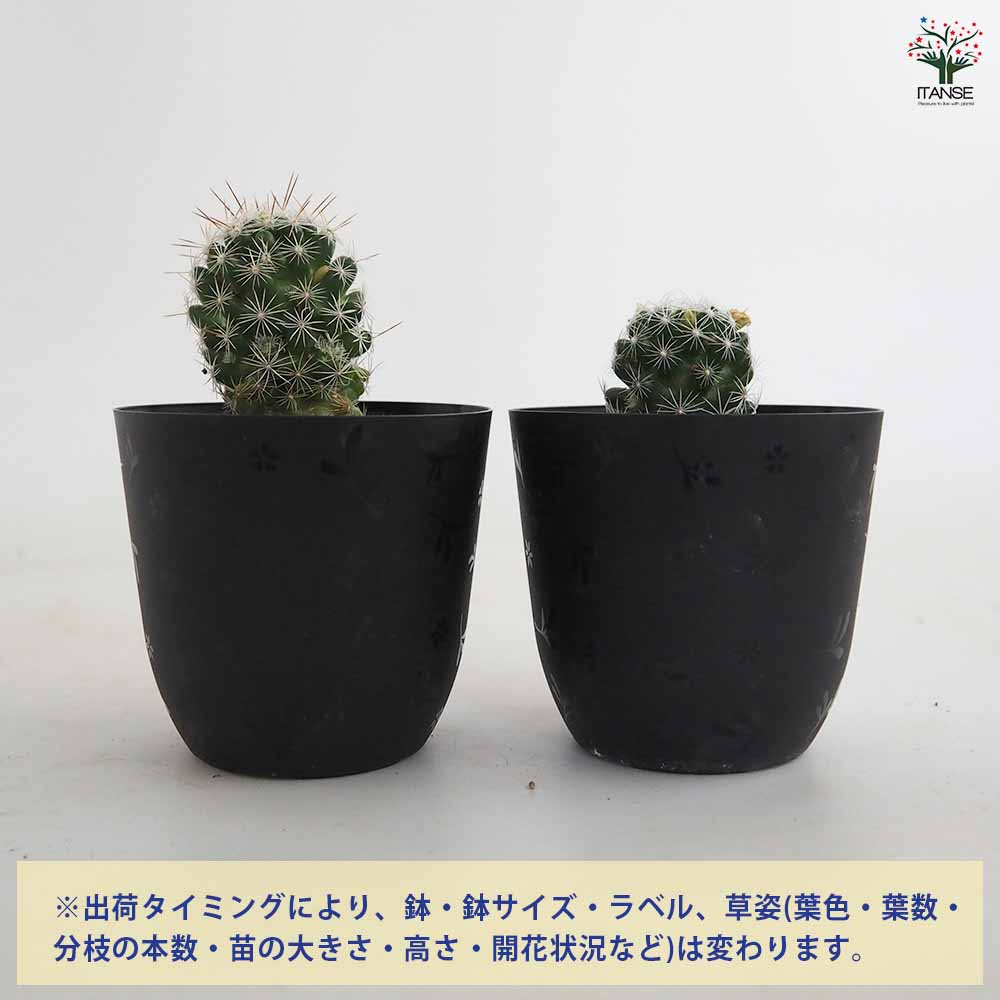 サボテン、キンテマリ サボテン マミラリア ギンテマリ 【多肉植物 3号／1個売り】｜ 【植物