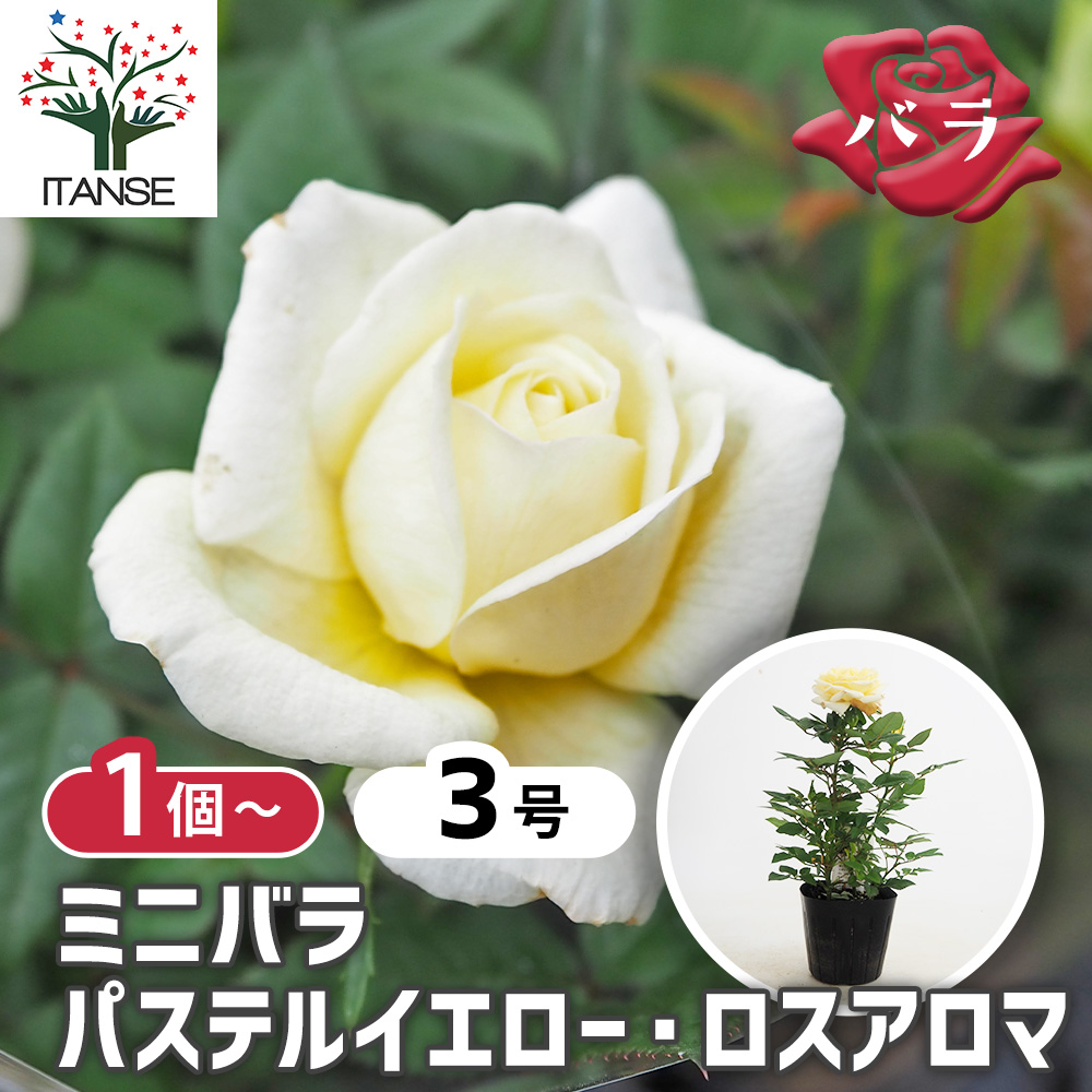ミニ薔薇 パステルイエロー ロスアロマ 【花木苗 3号】｜ 【植物の