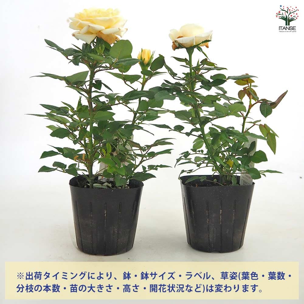 ミニ薔薇 パステルイエロー ロスアロマ 【花木苗 3号】｜ 【植物の