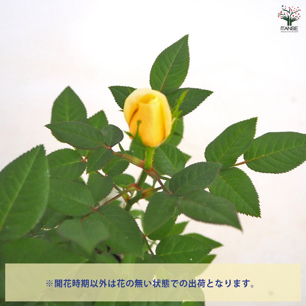 ミニ薔薇 パステルイエロー ロスアロマ 【花木苗 3号】｜ 【植物の
