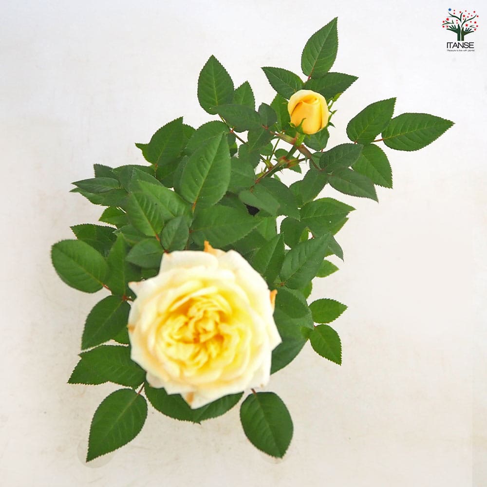 ミニ薔薇 パステルイエロー ロスアロマ 【花木苗 3号】｜ 【植物の