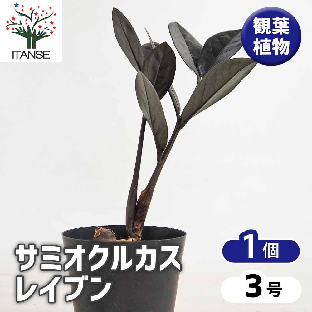 ザミオクルカス レイブン 【観葉植物 3号／1個売り】｜ 【植物の