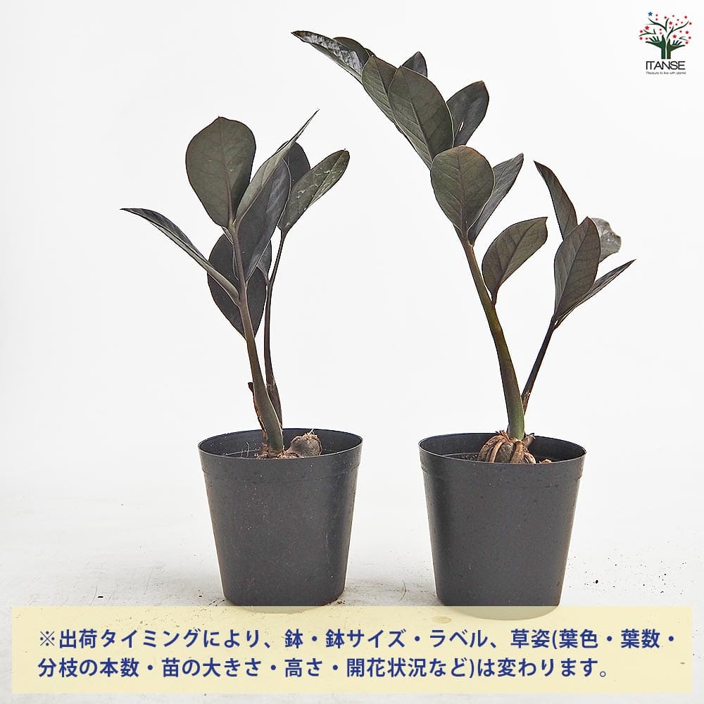 ザミオクルカス レイブン 【観葉植物 3号／1個売り】