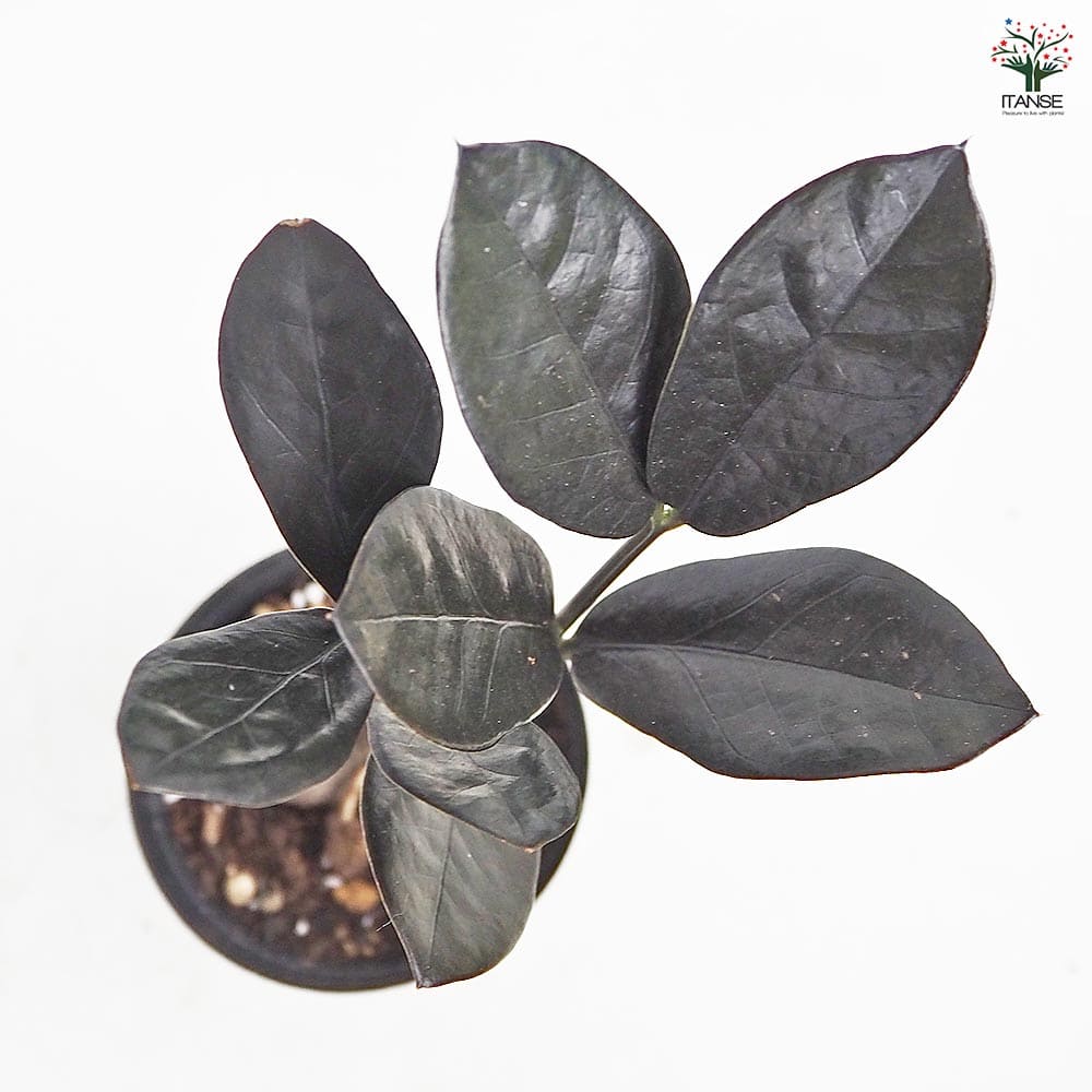 ザミオクルカス レイブン 【観葉植物 3号／1個売り】