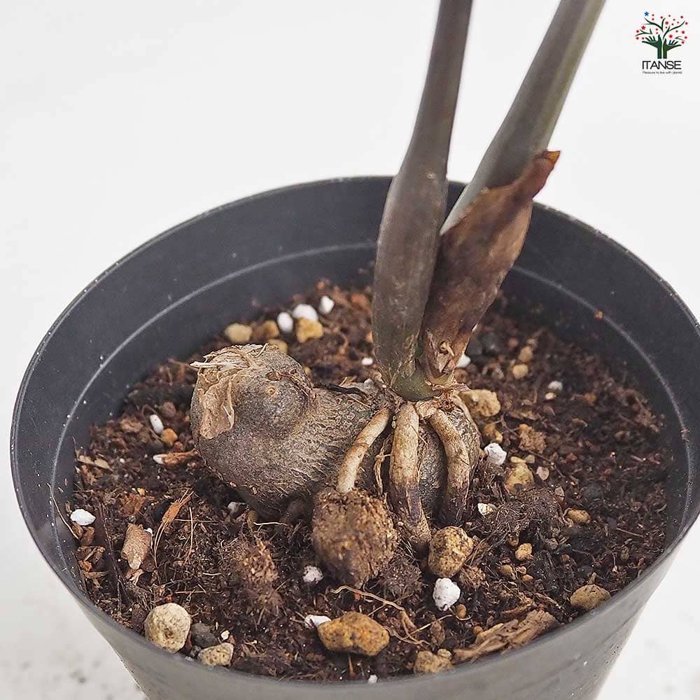 ザミオクルカス レイブン 【観葉植物 3号／1個売り】