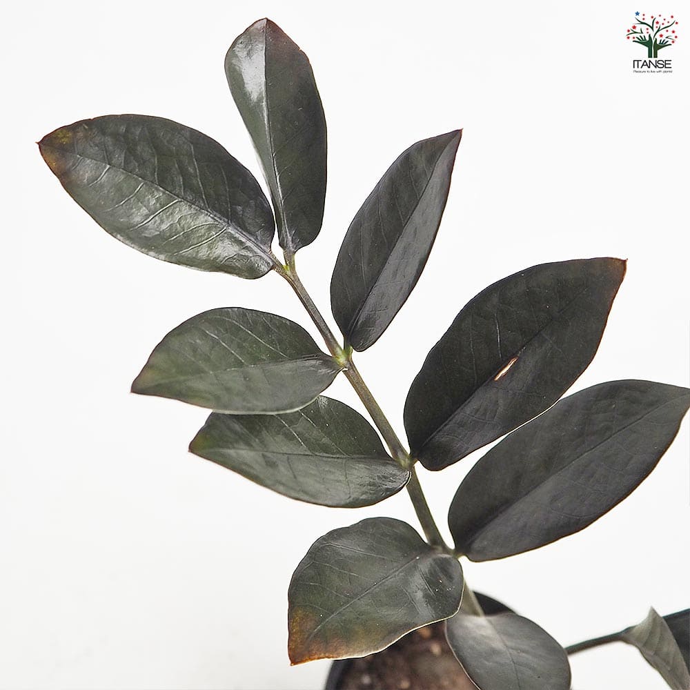 ザミオクルカス レイブン 【観葉植物 3号／1個売り】