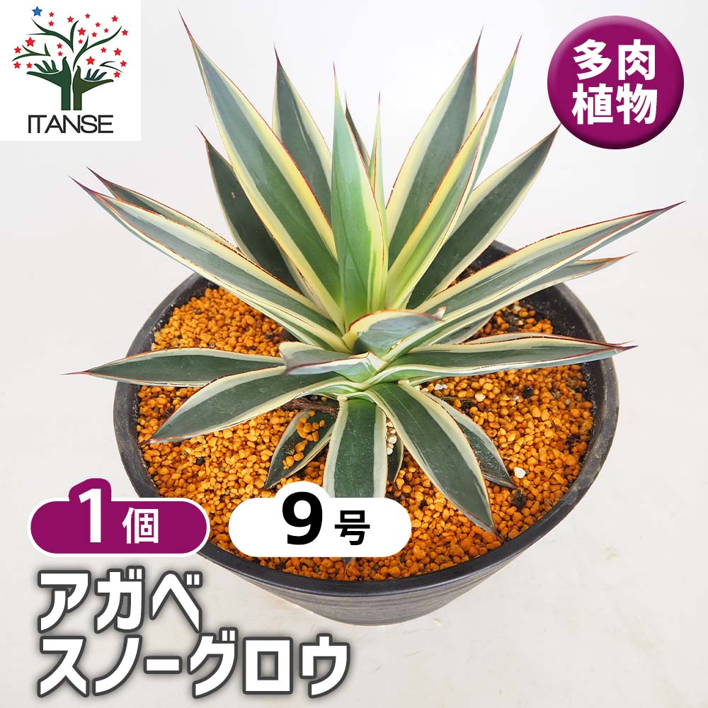 アガベ スノーグロー 9号 アガベ スノーグロウ 【多肉植物 9号／1個売り】｜ 【植物の