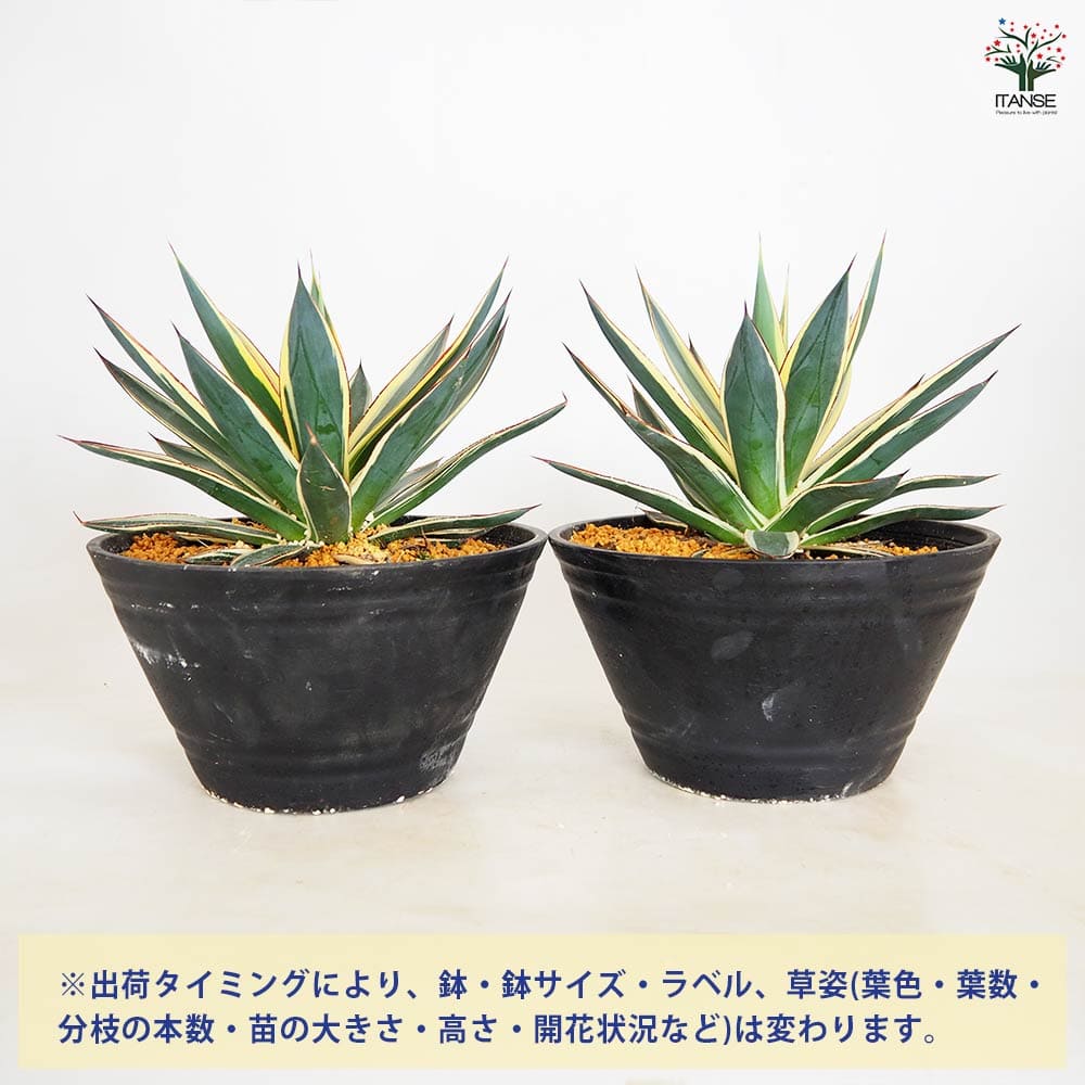 アガベ スノーグロウ 【多肉植物 9号／1個売り】｜ 【植物の
