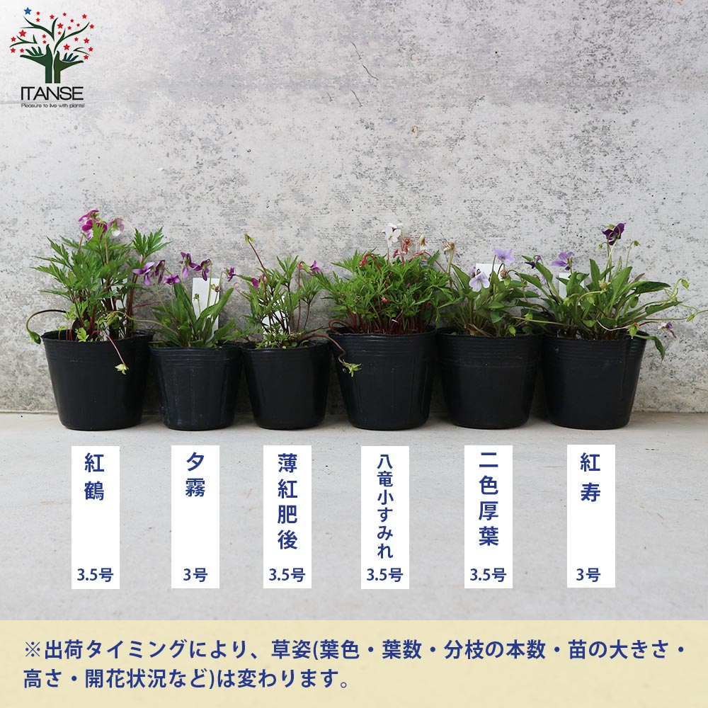 すみれ図鑑 ポット苗 専用2株セット今期新品種すみれ図鑑ビオラ花苗