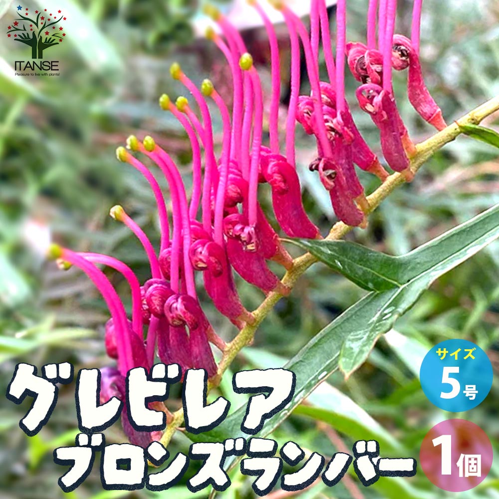 グレビレア ブロンズランバー【花苗 5号ポット／1個売り