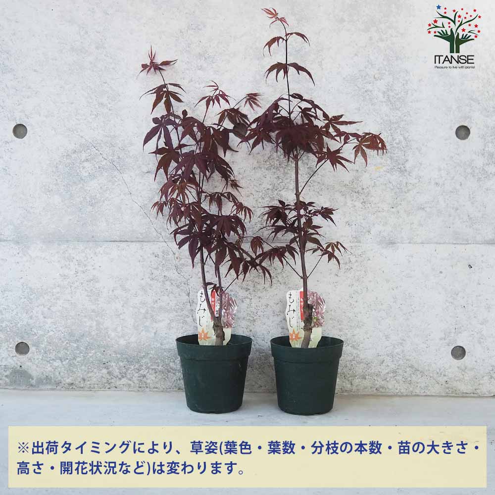 モミジ(カエデ)の苗木 品種：野村(ノムラ)【庭木 5号鉢 接木苗／1個