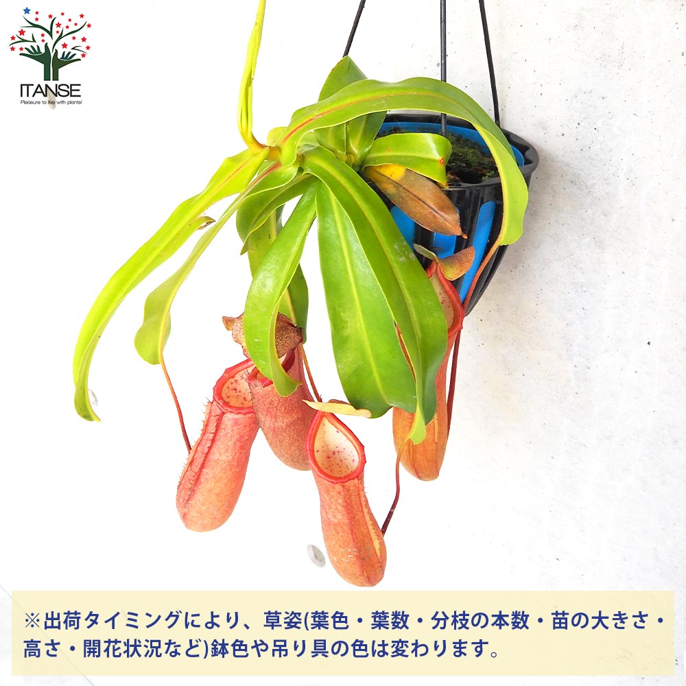 ネペンテス リンダ【観葉植物 5号吊り鉢／1個売り】｜ 【植物の