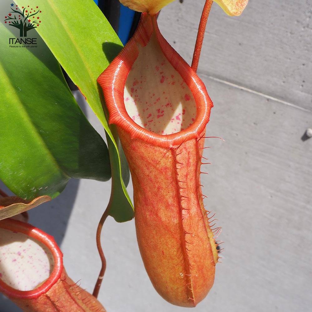 ネペンテス リンダ【観葉植物 5号吊り鉢／1個売り】｜ 【植物の