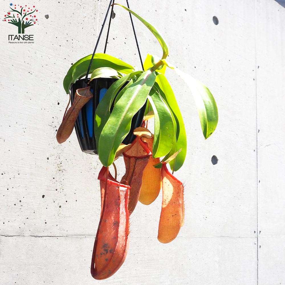 ネペンテス リンダ【観葉植物 5号吊り鉢／1個売り】｜ 【植物の