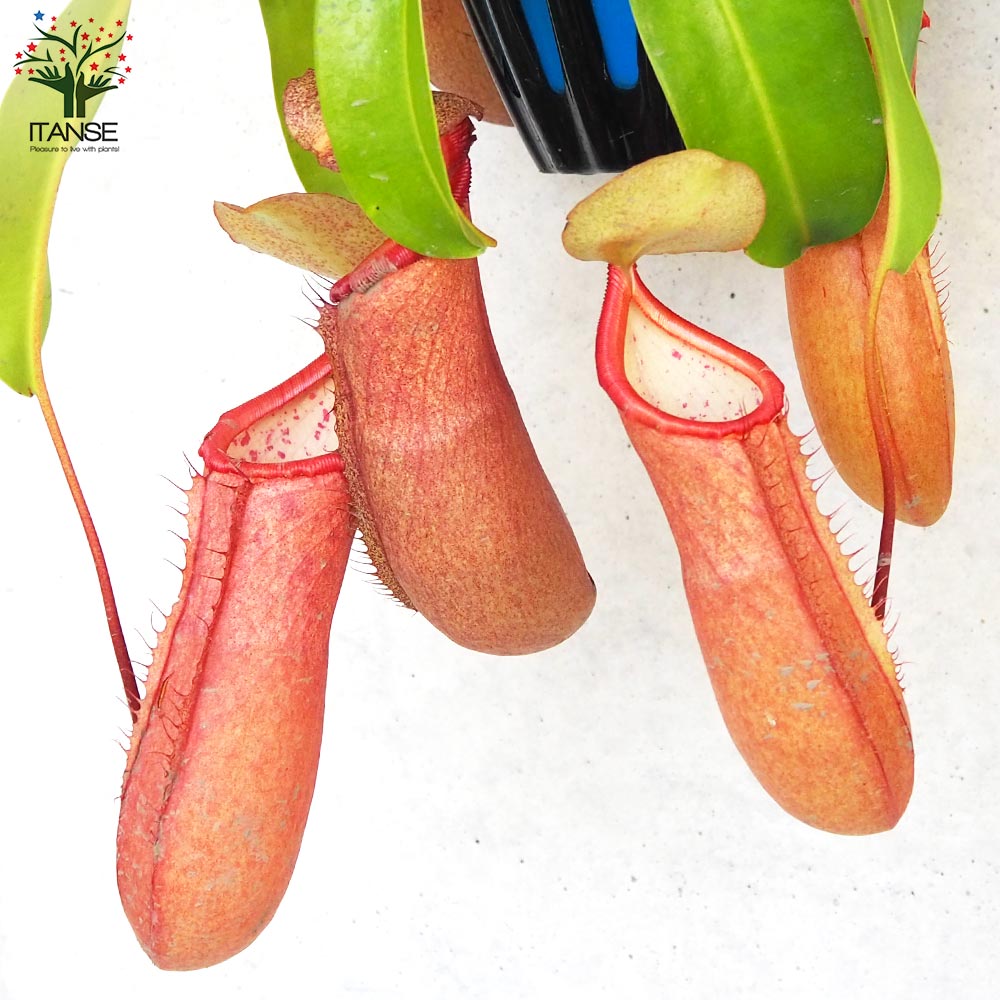 ネペンテス リンダ【観葉植物 5号吊り鉢／1個売り】｜ 【植物の