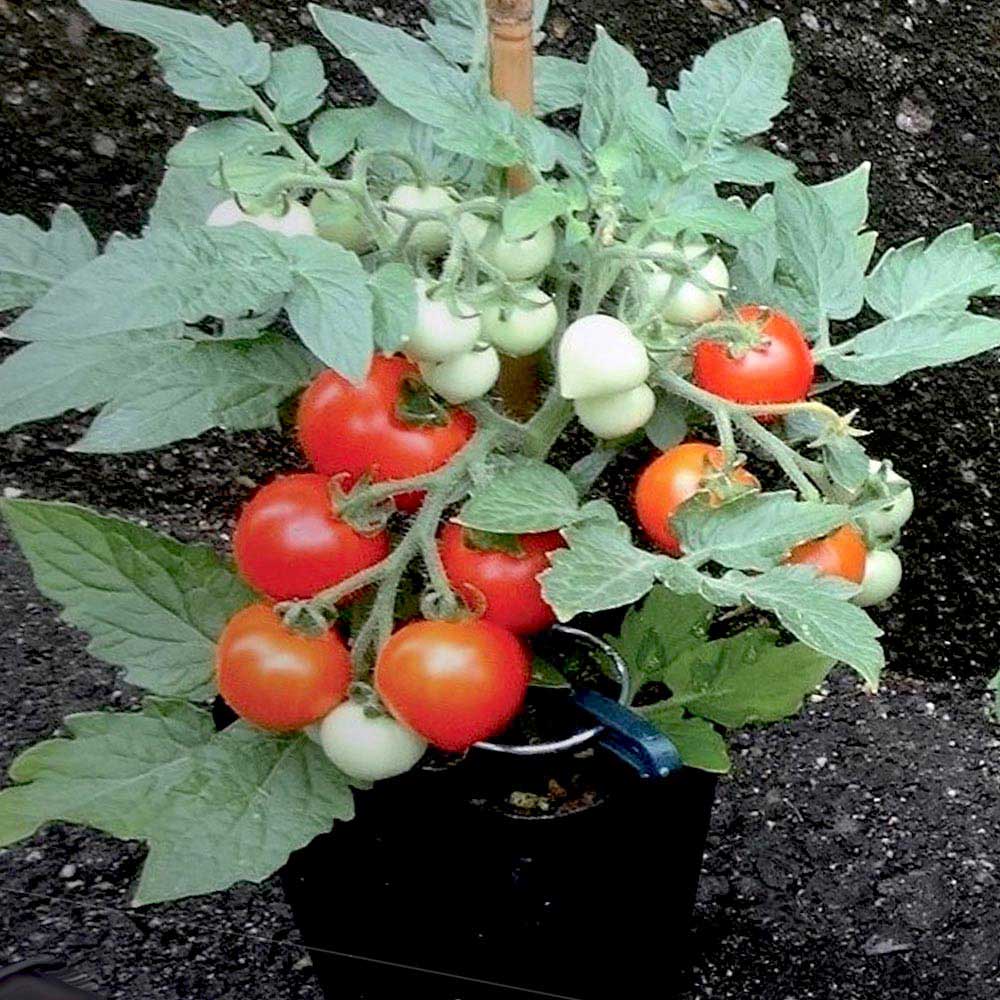 テーブルトマト レッド ミニトマト苗2個~【9cmポット自根苗/赤実】