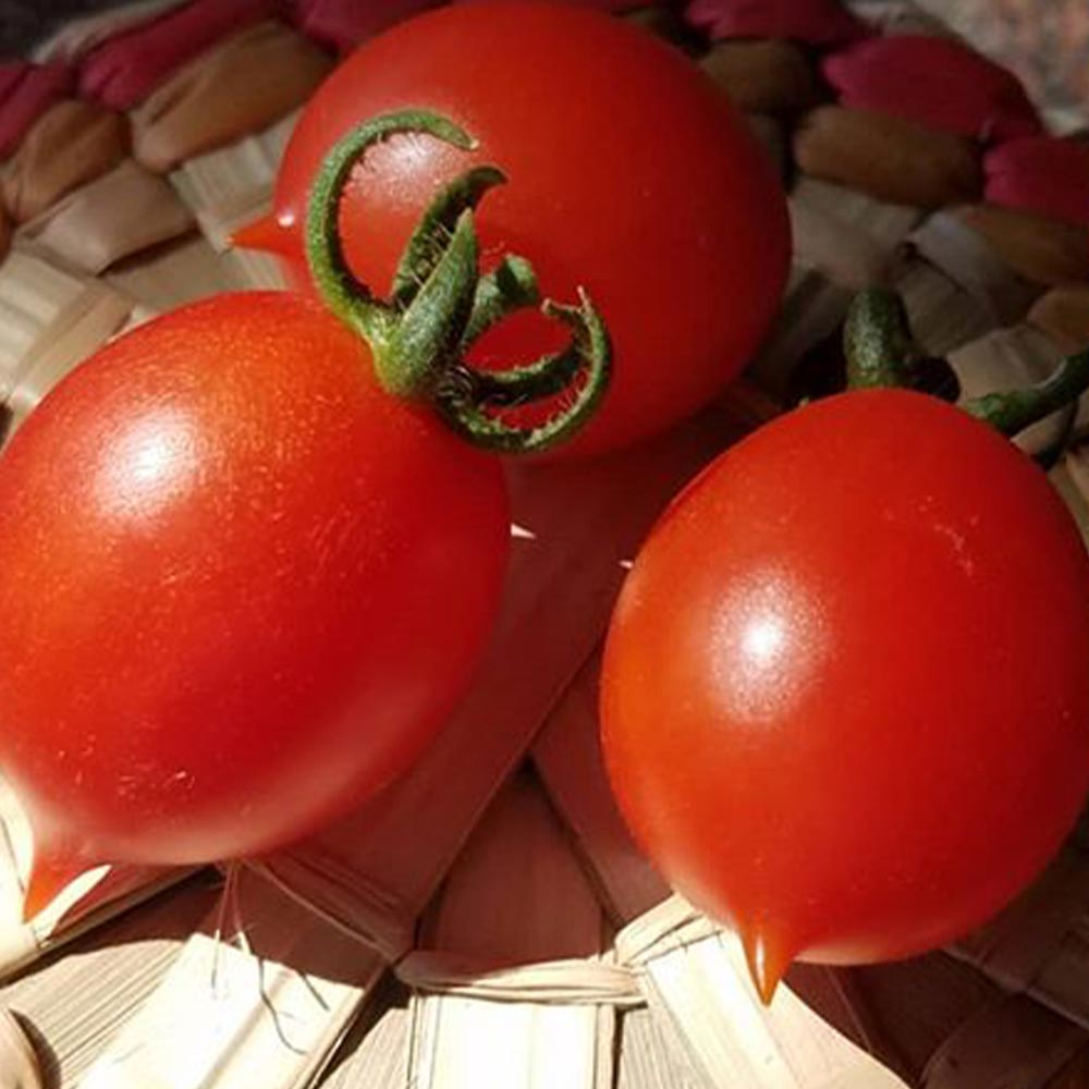 テーブルトマト レッド ミニトマト苗2個~【9cmポット自根苗/赤実】