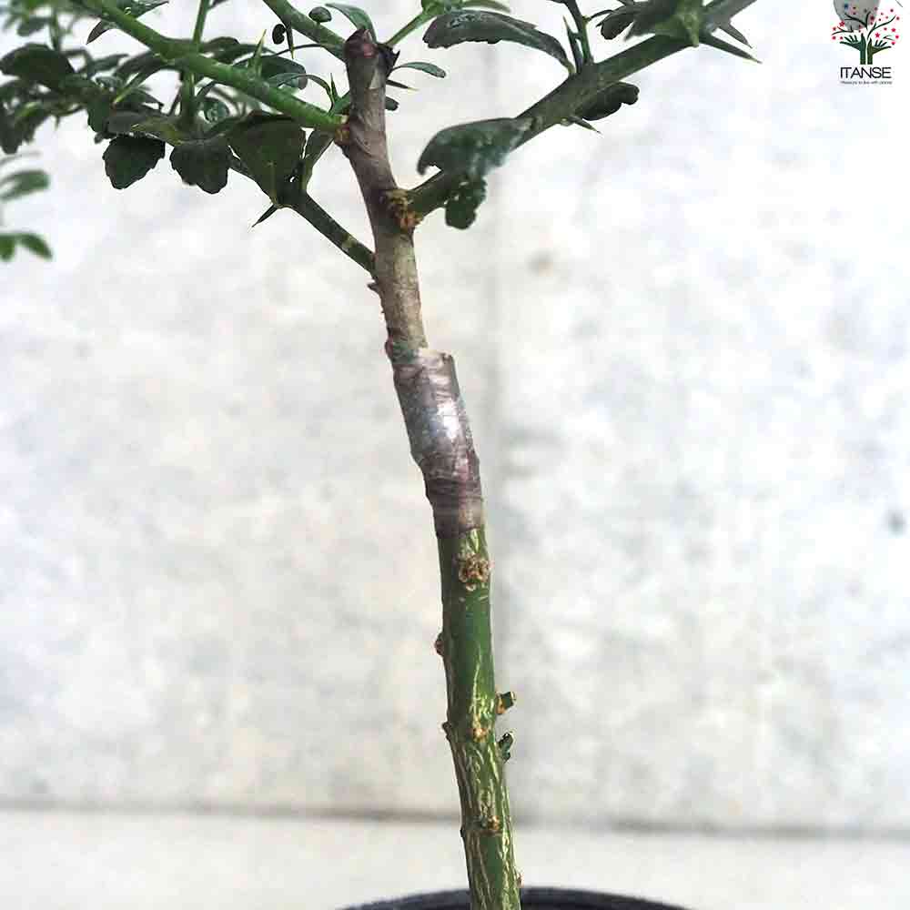 フィンガーライム オーストラリアンブラッドライム 【果樹の苗木 4.5号ポット／1個売り】