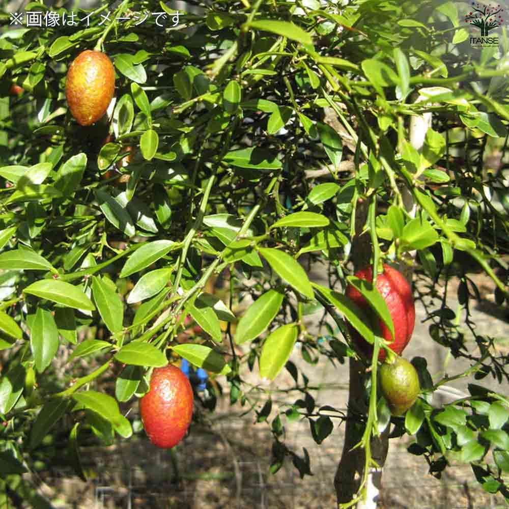 フィンガーライム オーストラリアンブラッドライム 【果樹の苗木 4.5号ポット／1個売り】