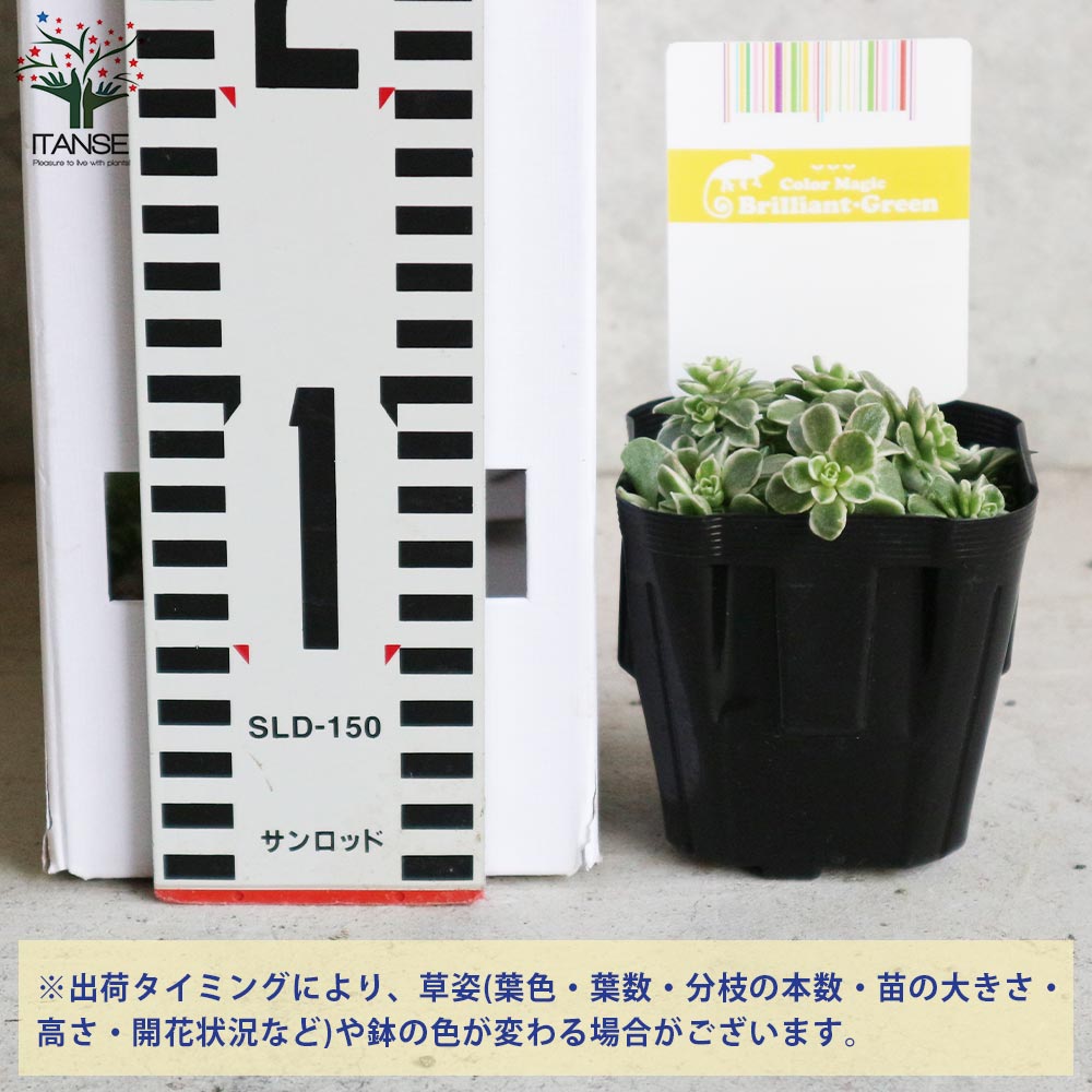 セダム 斑入り丸葉マンネングサ (マキノイ・バリエガータ)2個～【花苗 3号ポット苗 多肉植物／グランドカバー】