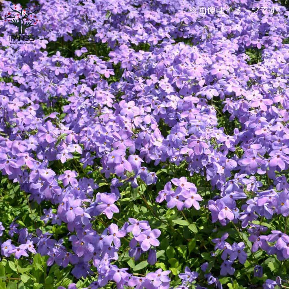 六花@プロフ必須/即購入○ページ 店長ブログVOL.25【隠しパンツプロ編】 | 淀川区東三国 スロット専門店