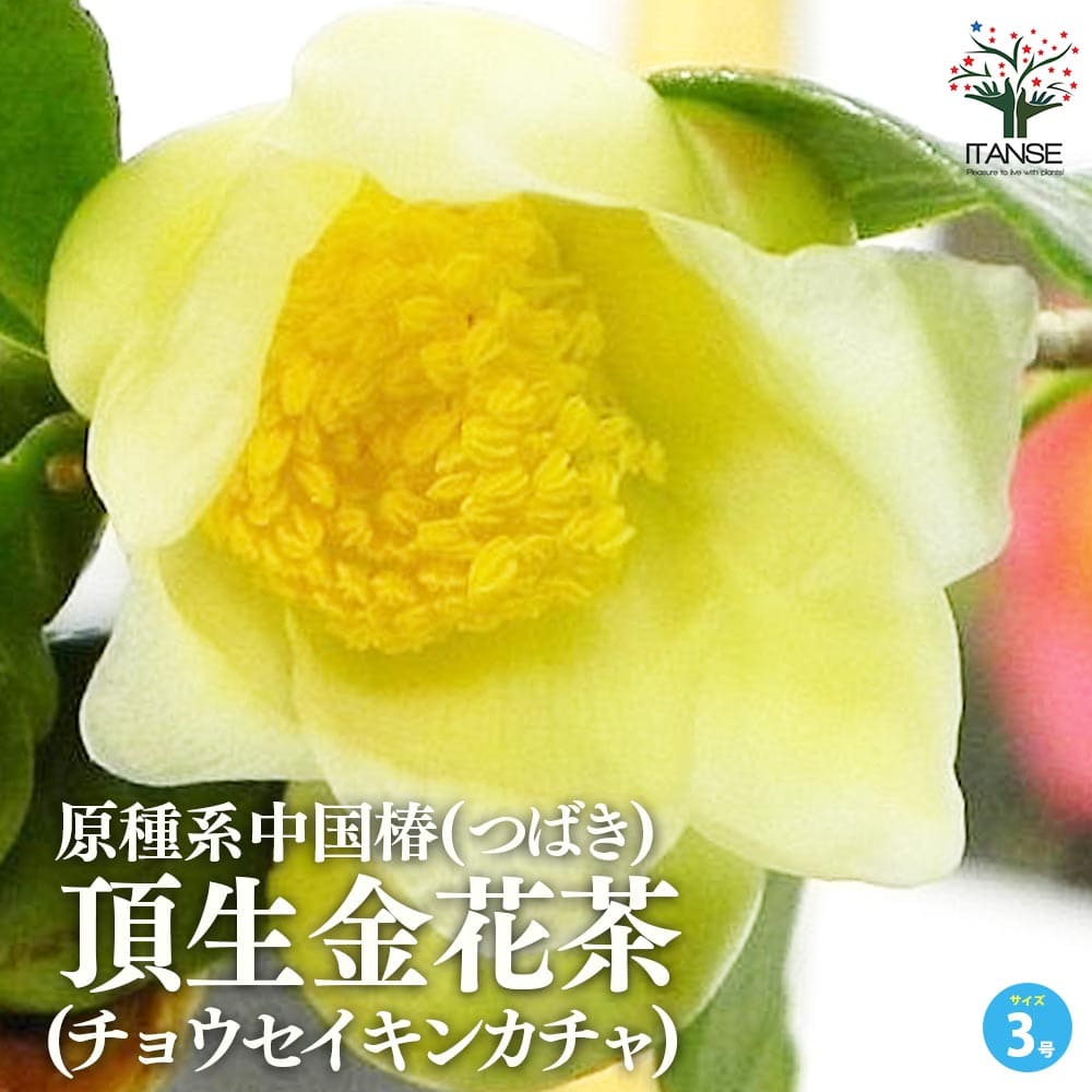 原種系中国椿(つばき)の苗木 品種：頂生金花茶(チョウセイキンカチャ