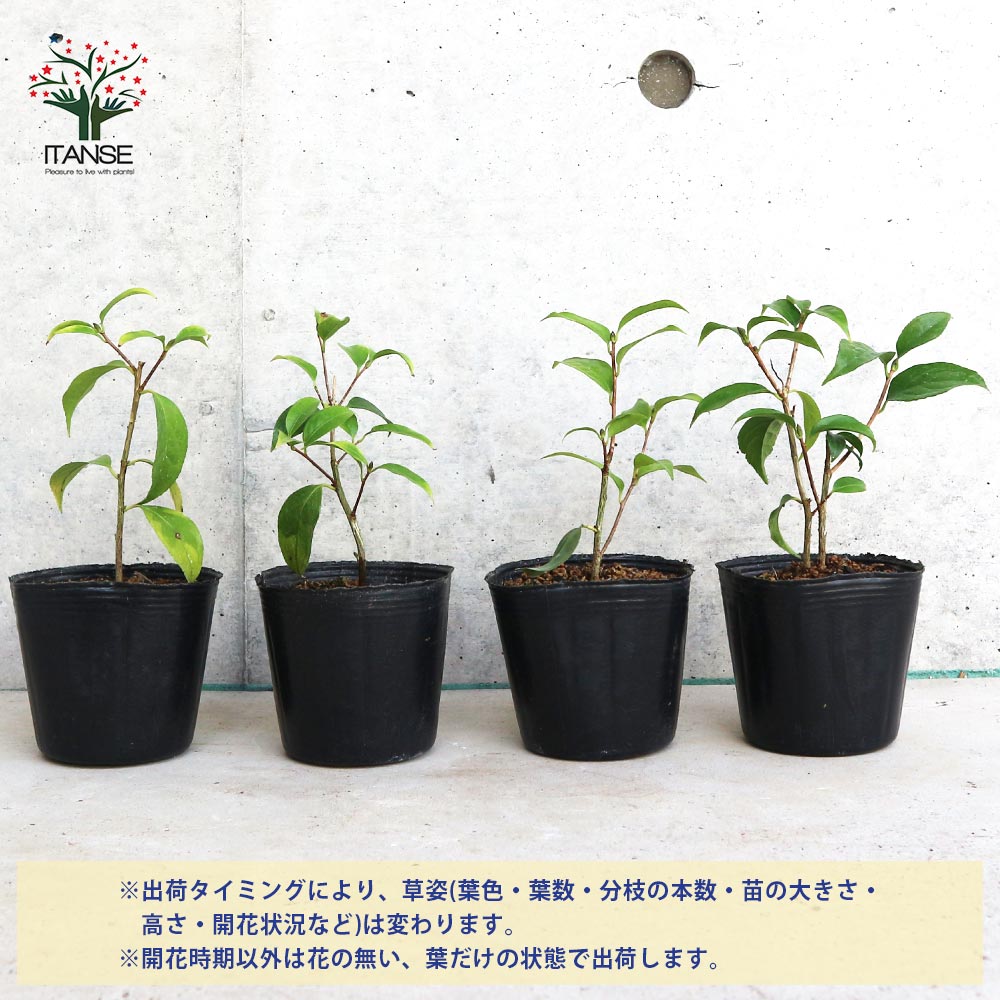 原種系中国椿(つばき)の苗木 品種：頂生金花茶(チョウセイキンカチャ