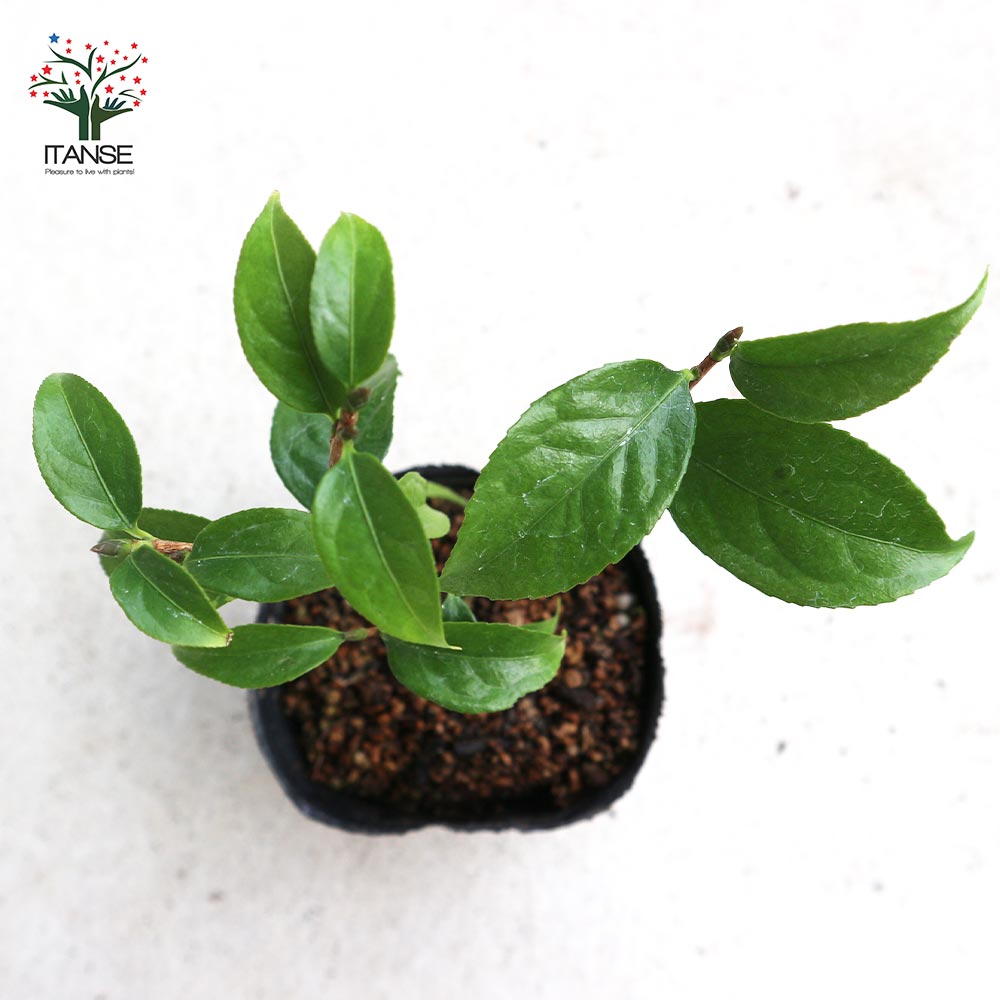 原種系中国椿(つばき)の苗木 品種：頂生金花茶(チョウセイキンカチャ