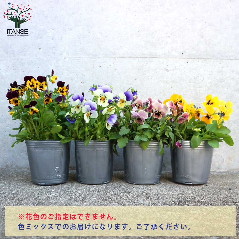 ビオラ・みもとコレクション3個～【花苗 3.5号ポット 色ミックス