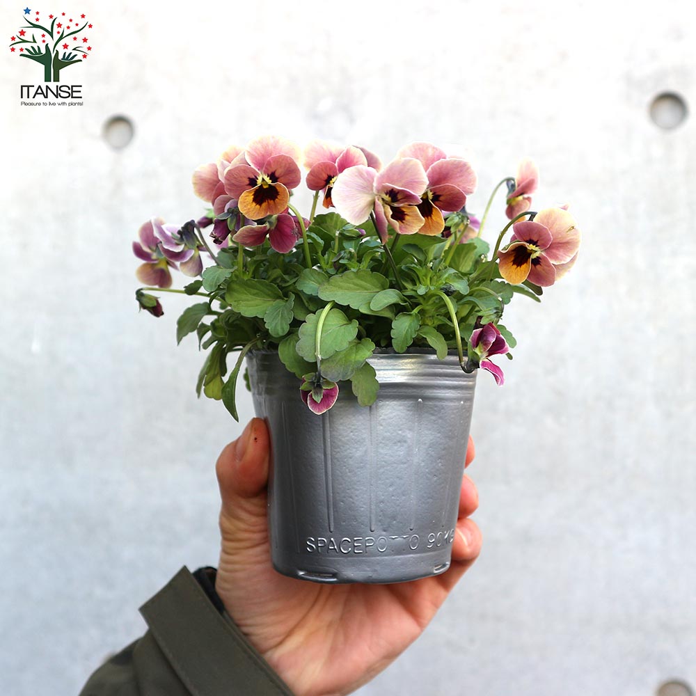 専用 K34♥ スイーツMIXビオラ H＆Lプランテーション ♥花苗