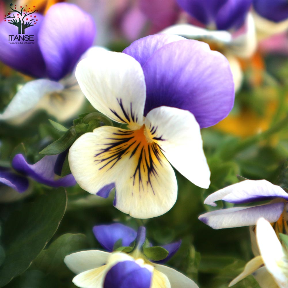 ビオラ・みもとコレクション3個～【花苗 3.5号ポット 色ミックス