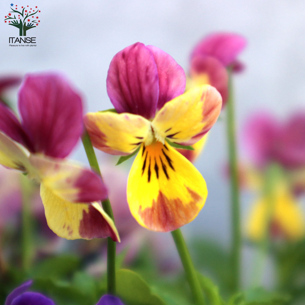 ビオラ・みもとコレクション3個～【花苗 3.5号ポット 色ミックス