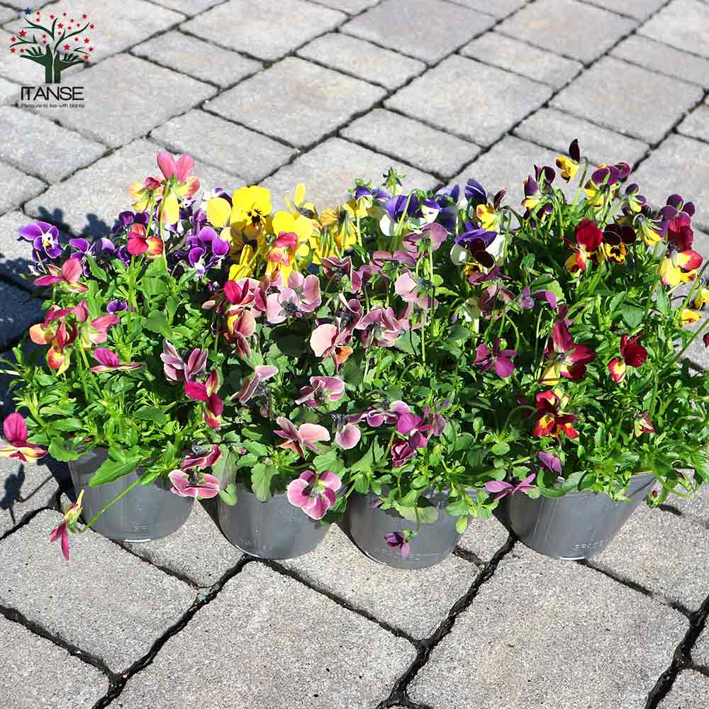 MIYABIさま LA22♥ビオラレディ ♥希少♥人気品種♥花苗ポットごと