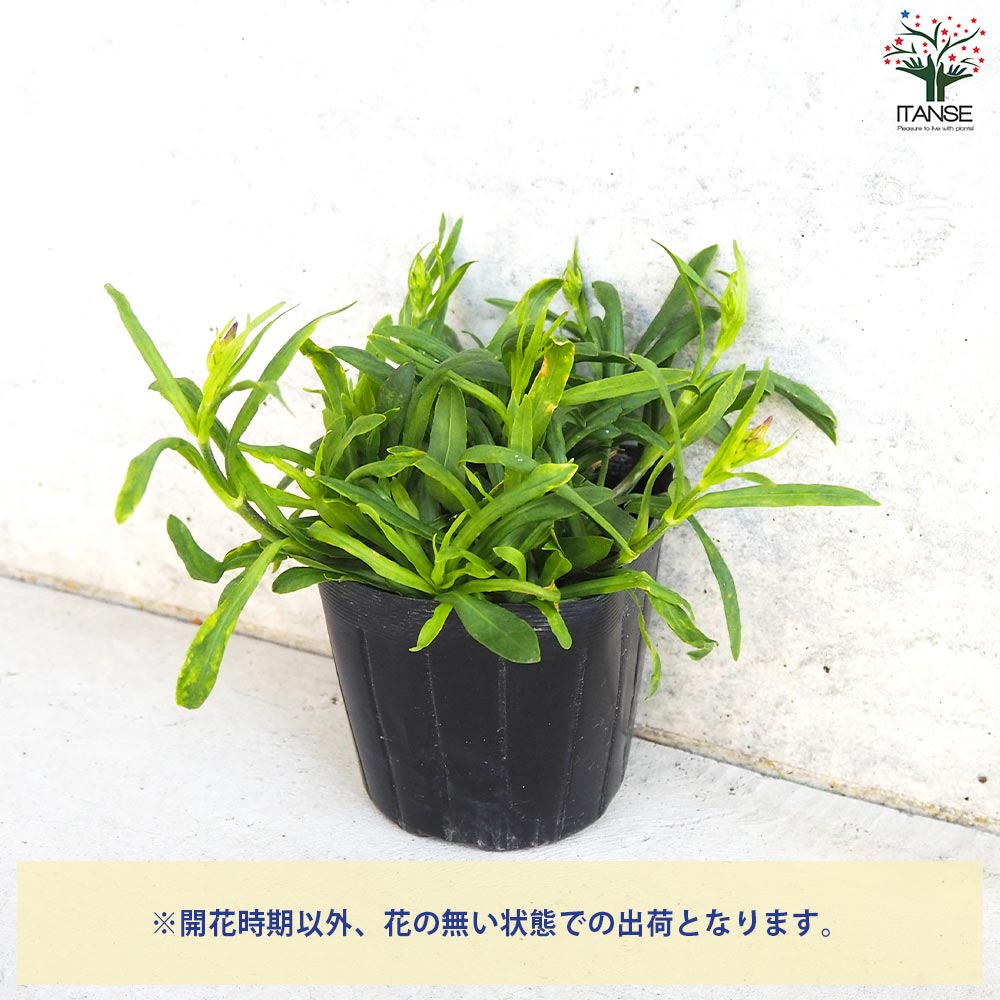 リクニス フロスククリ ジェニー【花苗 3.5号ポット】｜ 【植物の