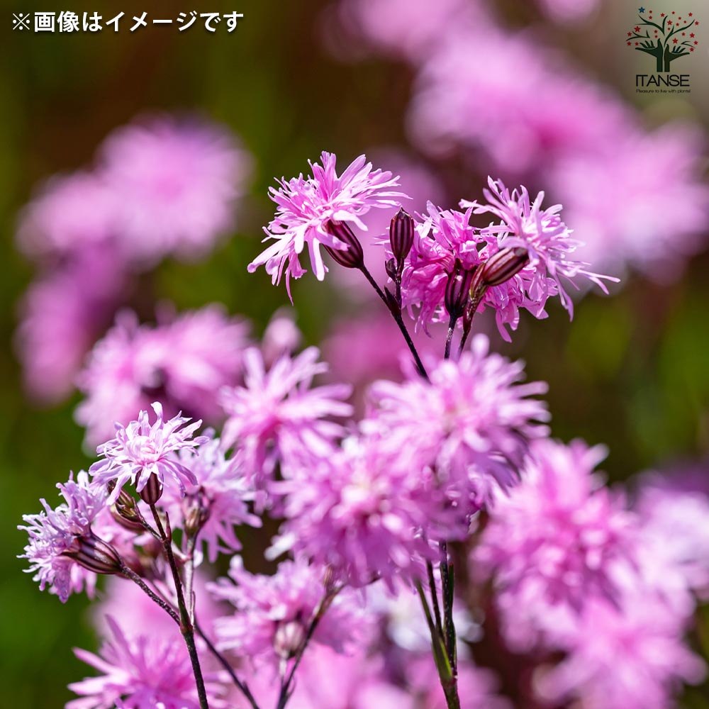 リクニス フロスククリ ジェニー【花苗 3.5号ポット】｜ 【植物の