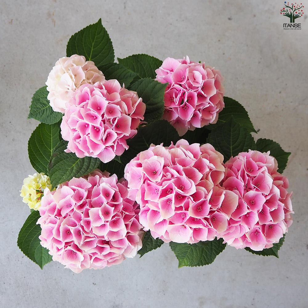 アジサイ コットンキャンディー ピンク【花苗 5号鉢】｜ 【植物の 