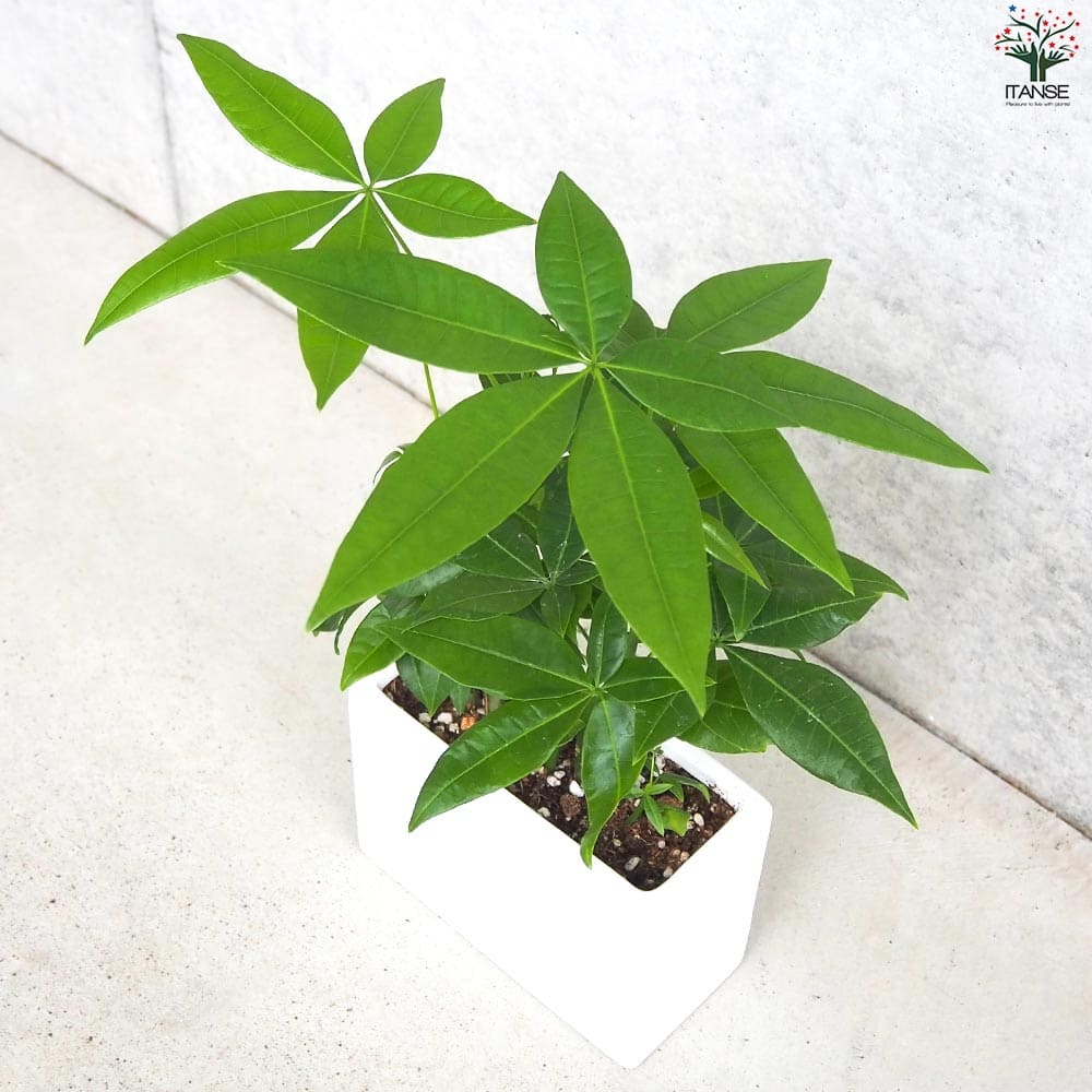 パキラ【観葉植物 5号インテリアホワイト陶器鉢】｜ 【植物の